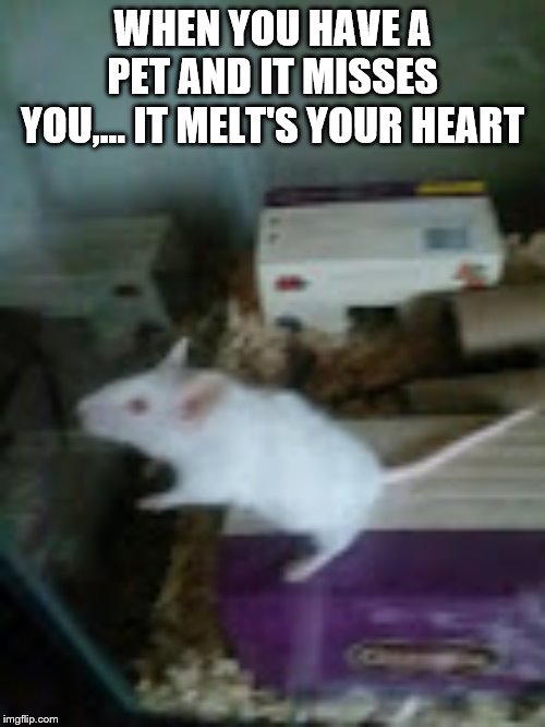 WHEN YOU HAVE A PET AND IT MISSES YOU,... IT MELT'S YOUR HEART | image tagged in mickey mouse,mouse,truth,max moeller,sexy | made w/ Imgflip meme maker