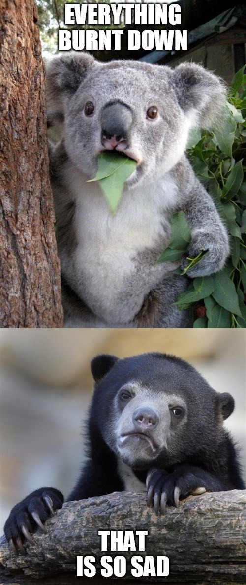 EVERYTHING BURNT DOWN; THAT IS SO SAD | image tagged in memes,surprised koala,confession bear | made w/ Imgflip meme maker