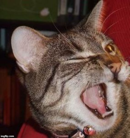 wink cat | image tagged in wink cat | made w/ Imgflip meme maker