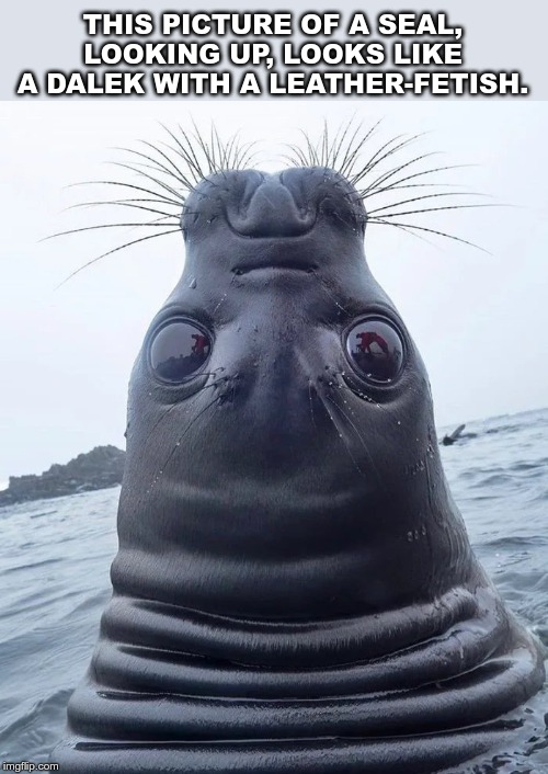Dalek with a leather-fetish? | THIS PICTURE OF A SEAL, LOOKING UP, LOOKS LIKE A DALEK WITH A LEATHER-FETISH. | image tagged in seal,dalek,leather | made w/ Imgflip meme maker