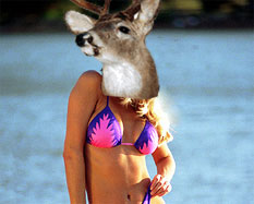 Timiddeer Bikini Blank Meme Template