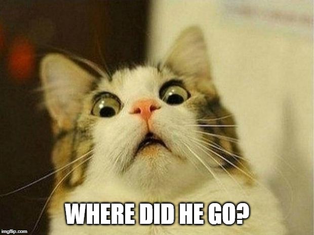 Scared Cat Meme | WHERE DID HE GO? | image tagged in memes,scared cat | made w/ Imgflip meme maker
