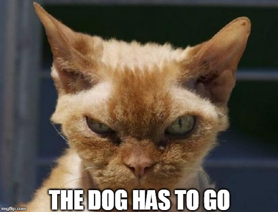 Mad Cat | THE DOG HAS TO GO | image tagged in mad cat | made w/ Imgflip meme maker