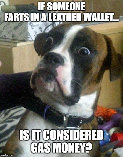 fart is gas money | IF SOMEONE FARTS IN A LEATHER WALLET... IS IT CONSIDERED GAS MONEY? | image tagged in surprised dog,gas money,fart | made w/ Imgflip meme maker