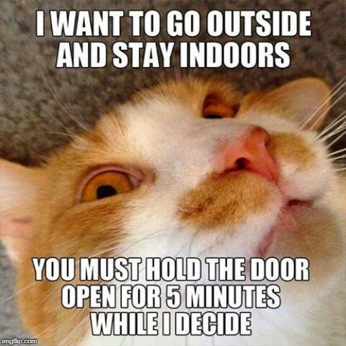 finicky cat | image tagged in finicky cat,cat humor,make up your mind | made w/ Imgflip meme maker