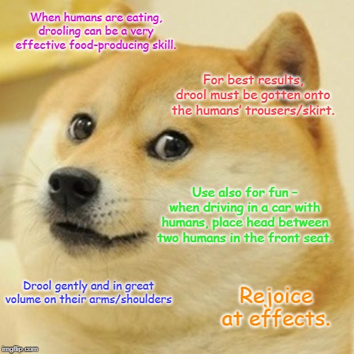 Dog activities | When humans are eating, drooling can be a very effective food-producing skill. For best results, drool must be gotten onto the humans’ trousers/skirt. Use also for fun – when driving in a car with humans, place head between two humans in the front seat. Drool gently and in great volume on their arms/shoulders; Rejoice at effects. | image tagged in dogs | made w/ Imgflip meme maker