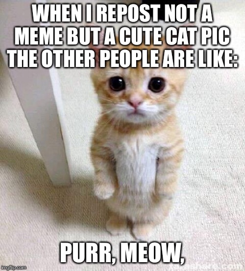 Cute Cat Meme | WHEN I REPOST NOT A MEME BUT A CUTE CAT PIC THE OTHER PEOPLE ARE LIKE:; PURR, MEOW, | image tagged in memes,cute cat | made w/ Imgflip meme maker
