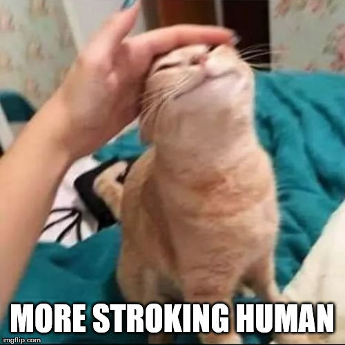 Cat petted | MORE STROKING HUMAN | image tagged in cat petted | made w/ Imgflip meme maker