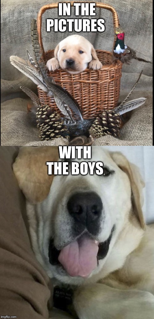 Pup life | IN THE PICTURES; WITH THE BOYS | image tagged in labrador,funny | made w/ Imgflip meme maker