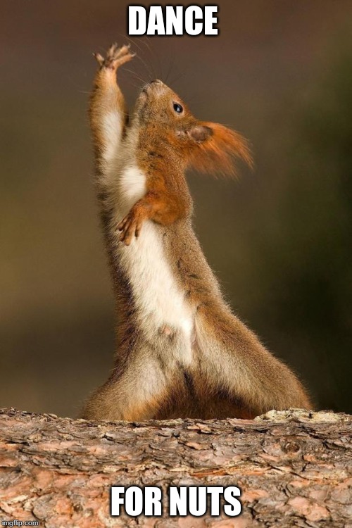 Dancing Squirrel | DANCE; FOR NUTS | image tagged in dancing squirrel | made w/ Imgflip meme maker