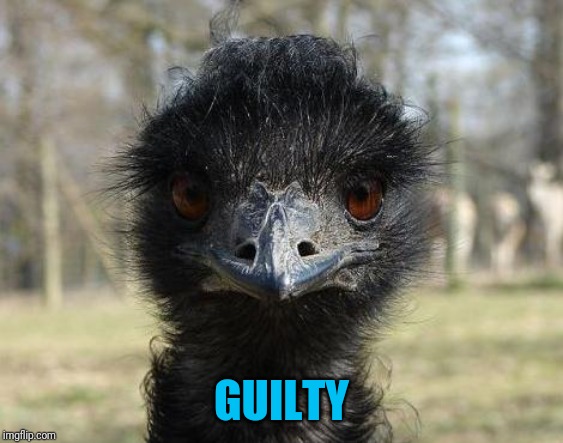 Bad News Emu | GUILTY | image tagged in bad news emu | made w/ Imgflip meme maker