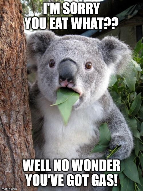 Surprised Koala Meme | I'M SORRY YOU EAT WHAT?? WELL NO WONDER YOU'VE GOT GAS! | image tagged in memes,surprised koala | made w/ Imgflip meme maker