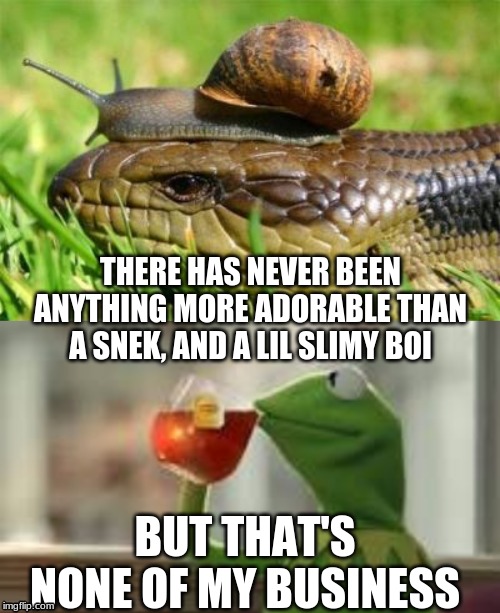 The most adorable tea to ever be spilled. | THERE HAS NEVER BEEN ANYTHING MORE ADORABLE THAN A SNEK, AND A LIL SLIMY BOI; BUT THAT'S NONE OF MY BUSINESS | image tagged in but thats none of my business | made w/ Imgflip meme maker