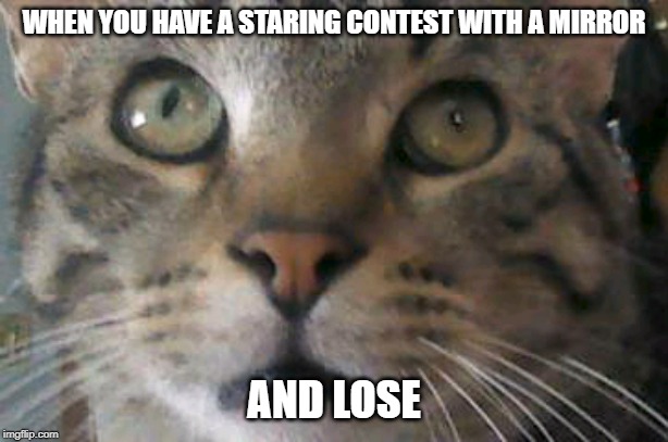 Scardy Kitten | WHEN YOU HAVE A STARING CONTEST WITH A MIRROR; AND LOSE | image tagged in scardy kitten | made w/ Imgflip meme maker