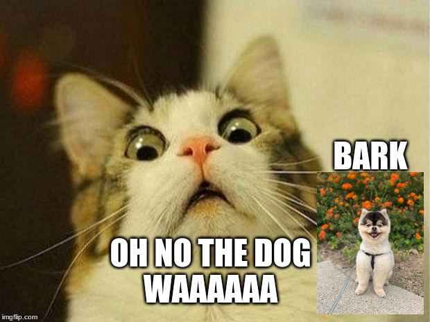 Scared Cat | BARK; OH NO THE DOG
WAAAAAA | image tagged in memes,scared cat | made w/ Imgflip meme maker