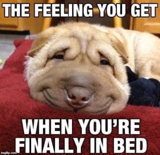 tired puppy | image tagged in tired puuppy,cute pets,awe moment | made w/ Imgflip meme maker