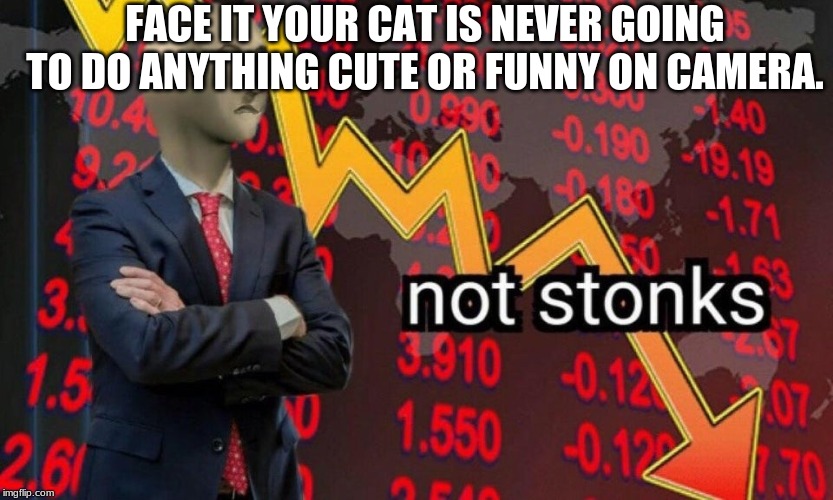 Not stonks | FACE IT YOUR CAT IS NEVER GOING TO DO ANYTHING CUTE OR FUNNY ON CAMERA. | image tagged in not stonks | made w/ Imgflip meme maker