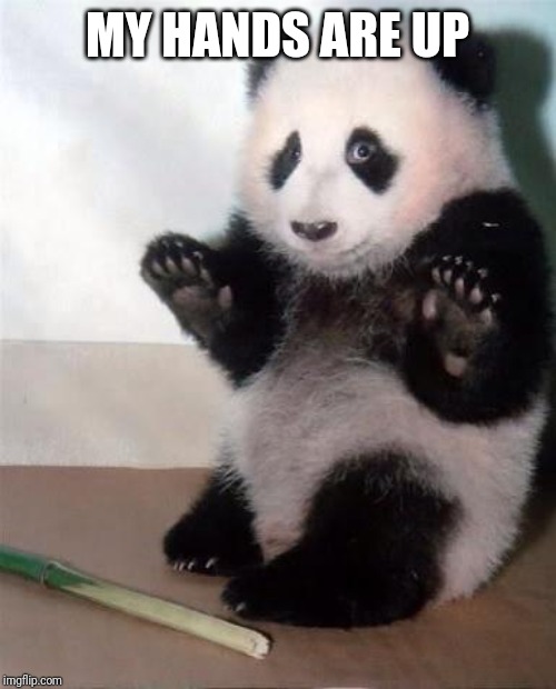 Hands Up panda | MY HANDS ARE UP | image tagged in hands up panda | made w/ Imgflip meme maker