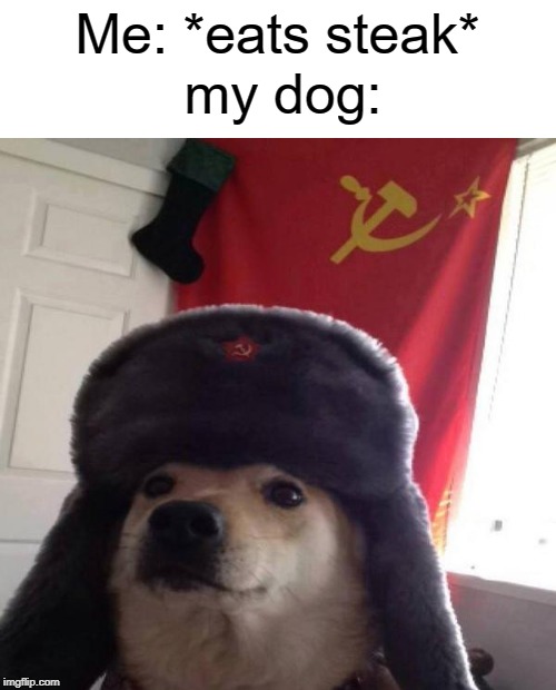 ight | my dog:; Me: *eats steak* | image tagged in russian doge,funny,memes,dogs,eating,steak | made w/ Imgflip meme maker