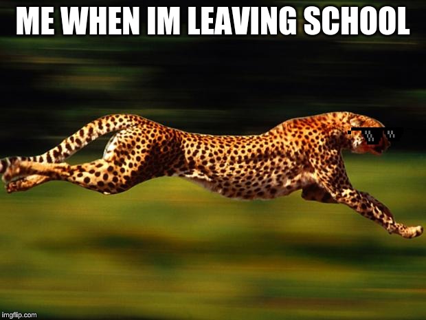 cheetah | ME WHEN IM LEAVING SCHOOL | image tagged in cheetah | made w/ Imgflip meme maker