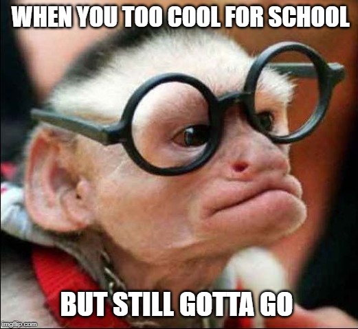 2 kool 4 skool | WHEN YOU TOO COOL FOR SCHOOL; BUT STILL GOTTA GO | image tagged in monkey,gangsta,funny,meme,best meme funny cool new awesome super meme gangster monkey jacket,school | made w/ Imgflip meme maker