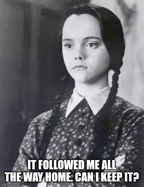 Wednesday Addams | IT FOLLOWED ME ALL THE WAY HOME. CAN I KEEP IT? | image tagged in wednesday addams | made w/ Imgflip meme maker