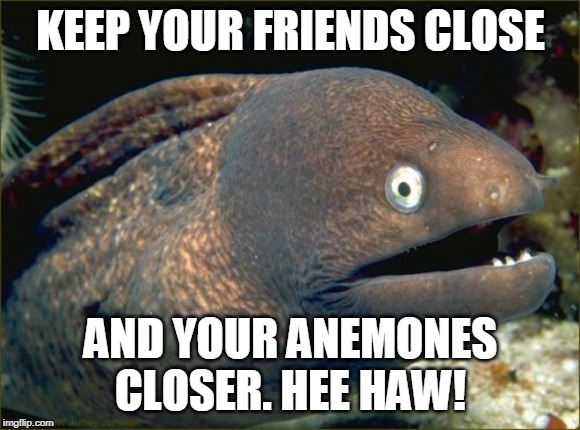 The Cod-Father, Part II | KEEP YOUR FRIENDS CLOSE; AND YOUR ANEMONES CLOSER. HEE HAW! | image tagged in memes,bad joke eel,fish pun,bad fish pun | made w/ Imgflip meme maker