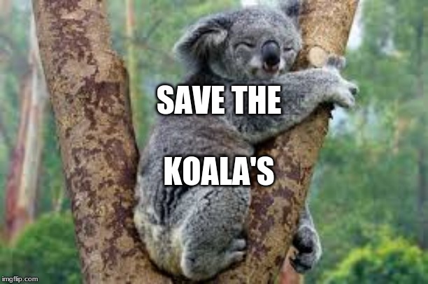 Koala's need your help | SAVE THE; KOALA'S | image tagged in koala | made w/ Imgflip meme maker