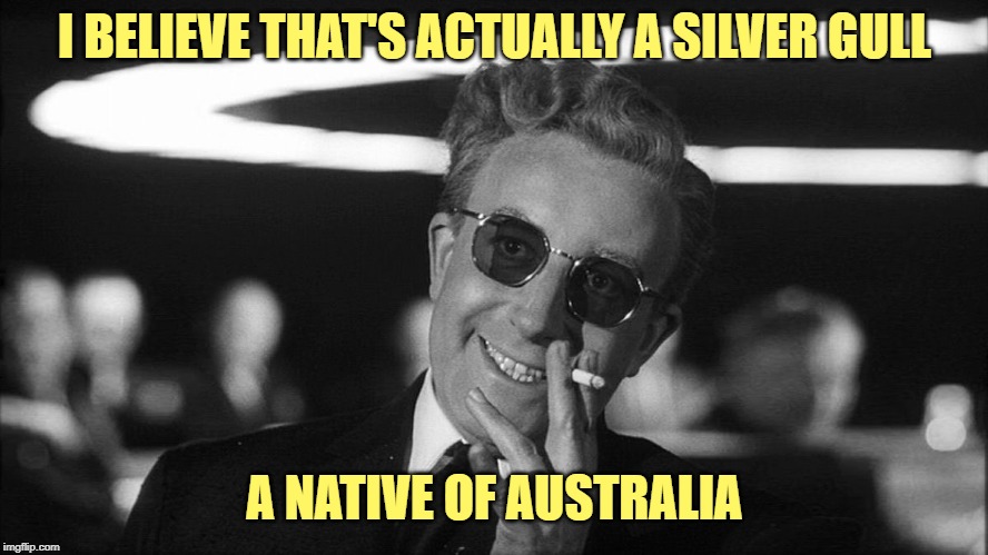Doctor Strangelove says... | I BELIEVE THAT'S ACTUALLY A SILVER GULL A NATIVE OF AUSTRALIA | image tagged in doctor strangelove says | made w/ Imgflip meme maker