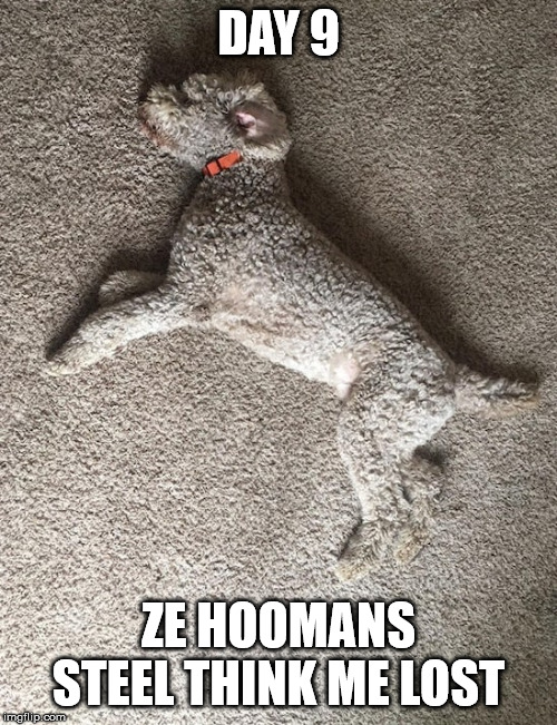 Camo dog | DAY 9; ZE HOOMANS STEEL THINK ME LOST | image tagged in camo dog | made w/ Imgflip meme maker