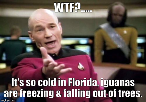 Picard Wtf Meme | WTF?..... It's so cold in Florida, iguanas are freezing & falling out of trees. | image tagged in memes,picard wtf | made w/ Imgflip meme maker