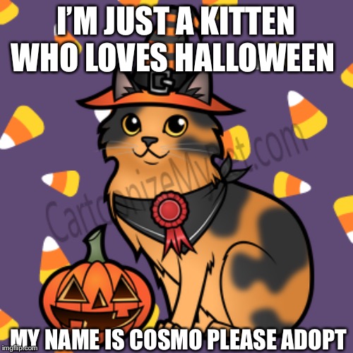 Details in comments | I’M JUST A KITTEN WHO LOVES HALLOWEEN; MY NAME IS COSMO PLEASE ADOPT | image tagged in halloween,cats | made w/ Imgflip meme maker