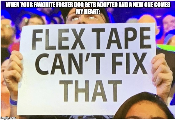 flex tape can't fix that | WHEN YOUR FAVORITE FOSTER DOG GETS ADOPTED AND A NEW ONE COMES
MY HEART: | image tagged in flex tape can't fix that | made w/ Imgflip meme maker