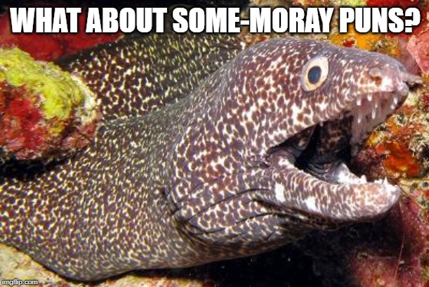 Bewildered Moray Eel | WHAT ABOUT SOME-MORAY PUNS? | image tagged in bewildered moray eel | made w/ Imgflip meme maker