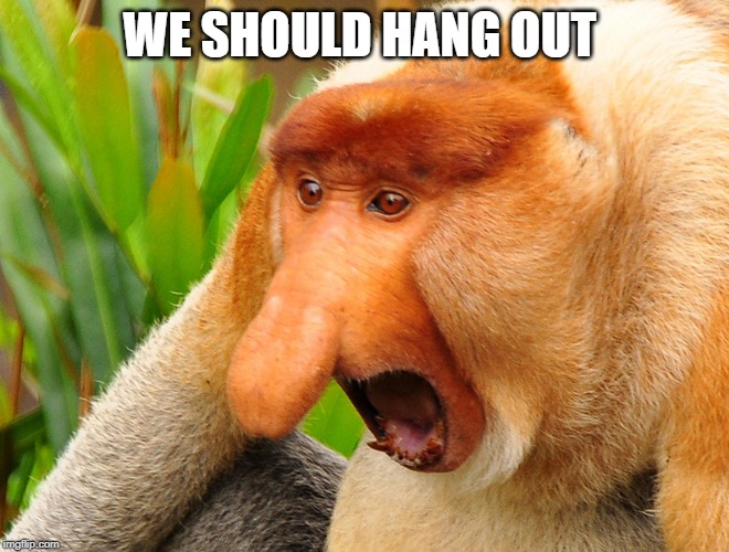 Janusz monkey screaming | WE SHOULD HANG OUT | image tagged in janusz monkey screaming | made w/ Imgflip meme maker