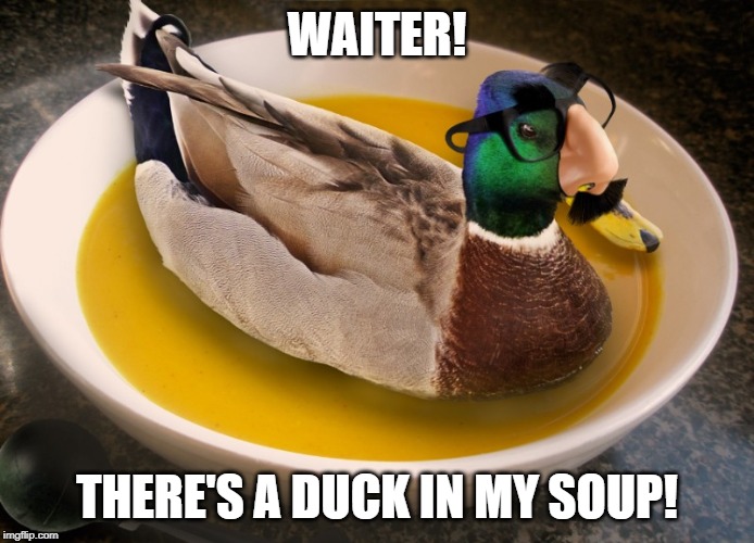 Groucho Quack | WAITER! THERE'S A DUCK IN MY SOUP! | image tagged in duck | made w/ Imgflip meme maker