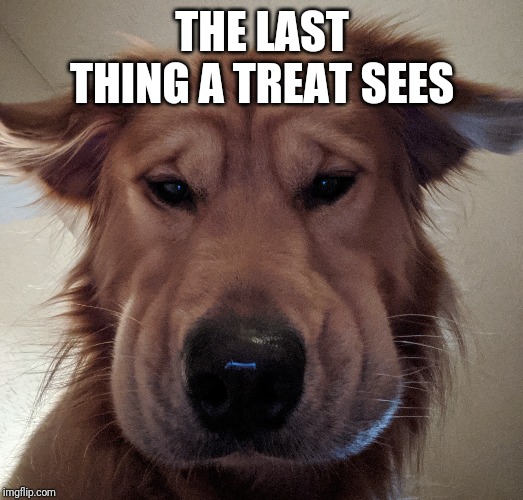 THE LAST THING A TREAT SEES | image tagged in dog,treat,good boy | made w/ Imgflip meme maker