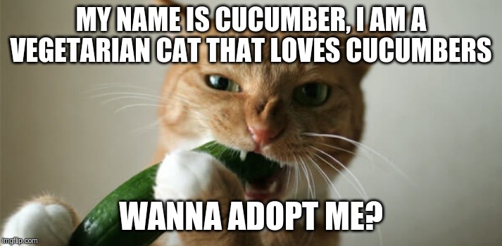 MY NAME IS CUCUMBER, I AM A VEGETARIAN CAT THAT LOVES CUCUMBERS; WANNA ADOPT ME? | made w/ Imgflip meme maker