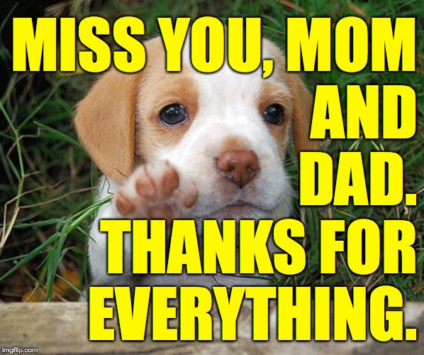 dog puppy bye | MISS YOU, MOM
AND
DAD. THANKS FOR
EVERYTHING. | image tagged in dog puppy bye,memes,mom and dad,thanks | made w/ Imgflip meme maker