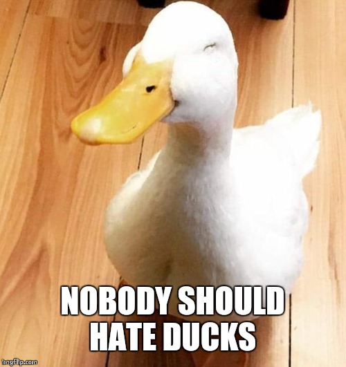 SMILE DUCK | NOBODY SHOULD HATE DUCKS | image tagged in smile duck | made w/ Imgflip meme maker