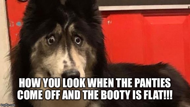 Husky | image tagged in funny dogs | made w/ Imgflip meme maker