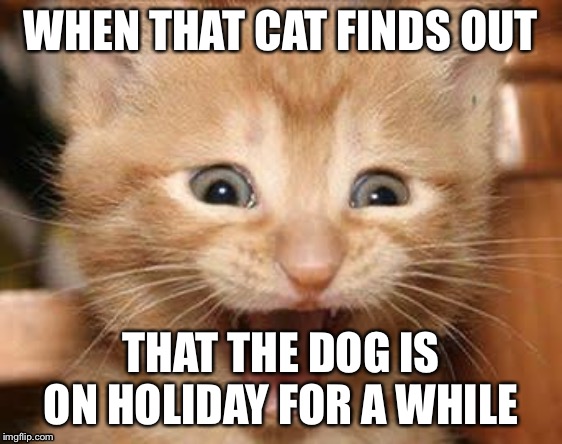Excited Cat Meme | WHEN THAT CAT FINDS OUT; THAT THE DOG IS ON HOLIDAY FOR A WHILE | image tagged in memes,excited cat | made w/ Imgflip meme maker
