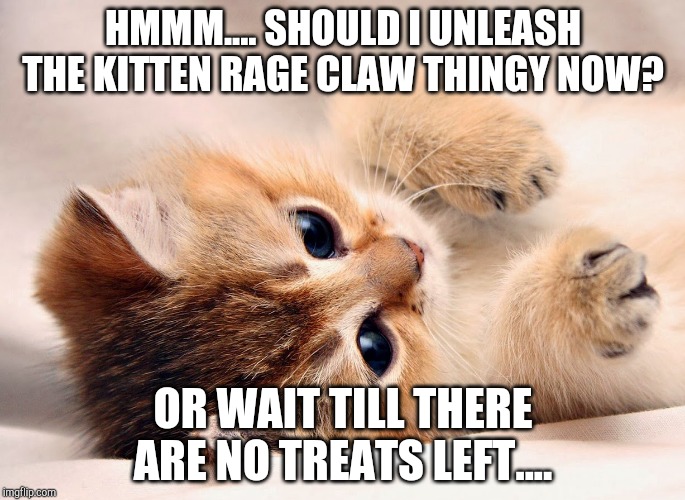 Thinking kitten | HMMM.... SHOULD I UNLEASH THE KITTEN RAGE CLAW THINGY NOW? OR WAIT TILL THERE ARE NO TREATS LEFT.... | image tagged in kittens | made w/ Imgflip meme maker