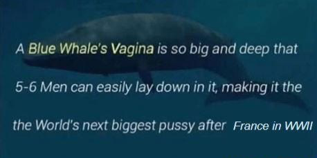 High Quality blue whale vagina Blank Meme Template
