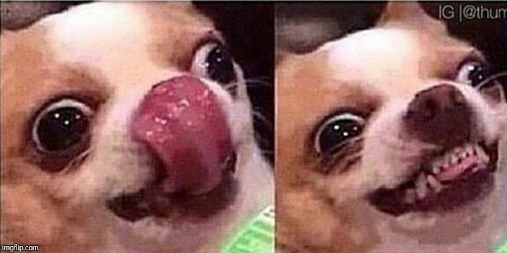 Hungry dog | image tagged in hungry dog | made w/ Imgflip meme maker