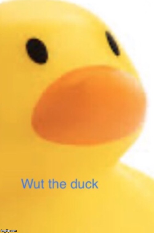 Wut the duck | image tagged in wut the duck | made w/ Imgflip meme maker