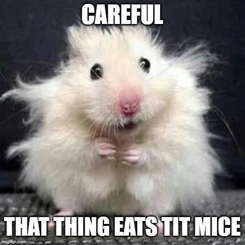 Stressed Mouse | CAREFUL THAT THING EATS TIT MICE | image tagged in stressed mouse | made w/ Imgflip meme maker