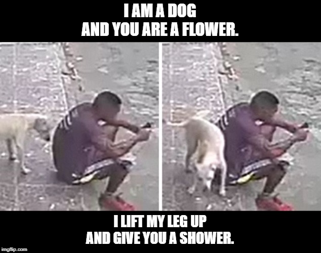 Dog giving a shower | I AM A DOG
AND YOU ARE A FLOWER. I LIFT MY LEG UP
AND GIVE YOU A SHOWER. | image tagged in funny | made w/ Imgflip meme maker