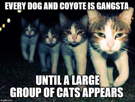 Wrong Neighboorhood Cats | EVERY DOG AND COYOTE IS GANGSTA; UNTIL A LARGE GROUP OF CATS APPEARS | image tagged in memes,wrong neighboorhood cats | made w/ Imgflip meme maker