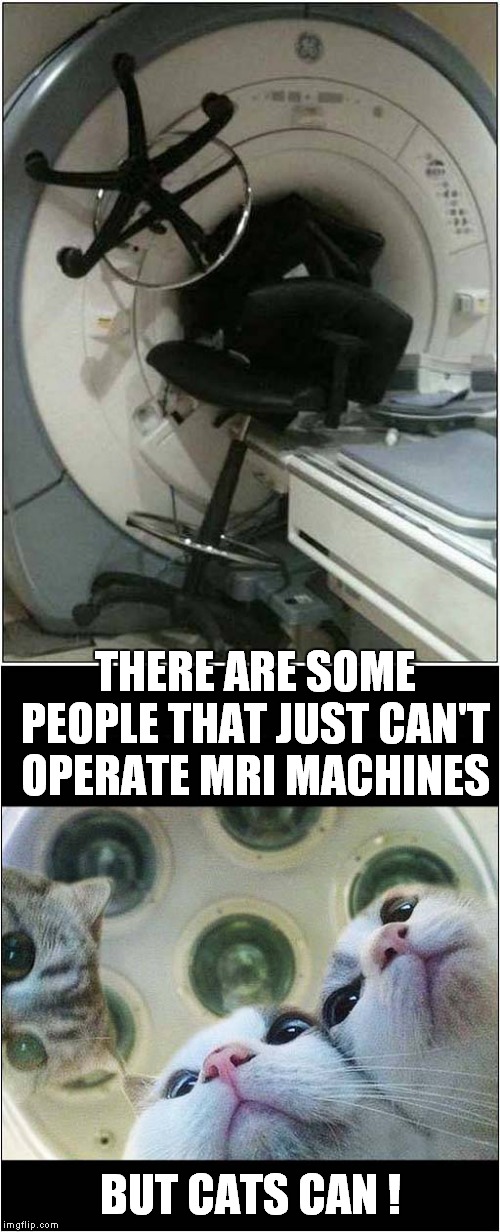 M.R.I. Catscan | THERE ARE SOME PEOPLE THAT JUST CAN'T OPERATE MRI MACHINES; BUT CATS CAN ! | image tagged in fun,catscan,bad puns | made w/ Imgflip meme maker